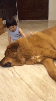 藏獒犬simba看起来虽然很庞大但其实它们很温柔