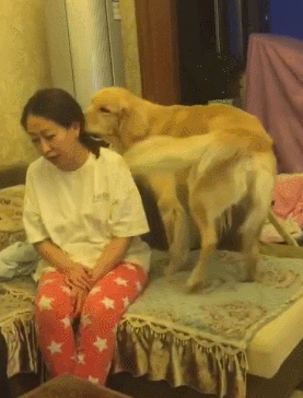 0评论6图小孤儿考拉被金毛捡到,在金毛怀里感受暖流……超级暖心哦!