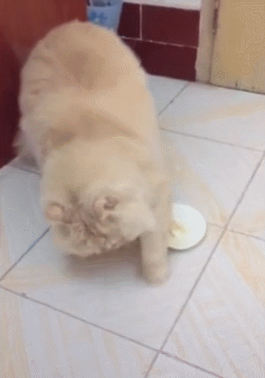 猫大人: