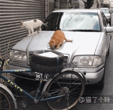 原来奔驰车的车标对猫还有这个用处,是时候买奔驰了!-1.gif