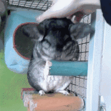 和龙猫互动时,需要注意哪些问题?-7.gif