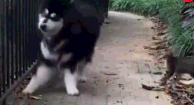 猫,吓得瑟瑟发抖,网友:汪界的脸都丢光了2019-3-10猫狗界704次点击 0
