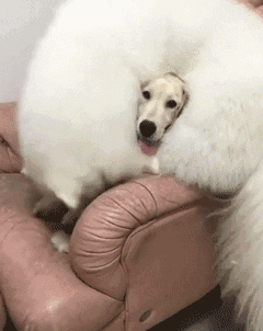 第一眼还以为拉布拉多戴了个白围脖,打开才知道原来是.-2.gif