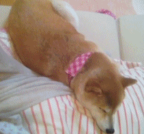 宠物gif:神烦柴犬的日常,每天被女主人摸好享受 男网友:我也想