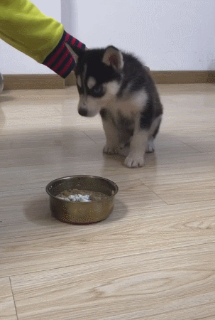 主人训练二哈,数到三才能吃饭,网友:别妄想训练一只傻