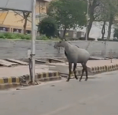 街上没了人,动物们很高兴,麋鹿,山羊,狼和美洲狮都来遛弯了