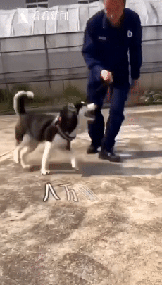 让哈士奇做警犬不仅把特警队拆了而且训犬员训一个跑一个心疼又好笑