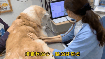 秋田犬去医院打针,见女医生就献殷勤,男医生来后态度变了s7.gif