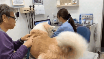 旁边的主人也是没忍住笑,这家伙是越来越有心机了.