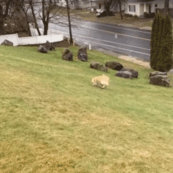 那只超爱滑草的金毛,终于滑上了雪…自虐更狠了s5.gif