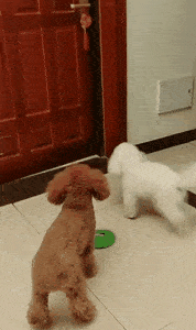 一组狗狗迎接主人回家的画面,看完就知道它有多爱你了…s16.gif