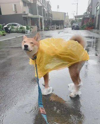 柴柴眯眼享受下雨天网友却笑翻这狗长得真好笑