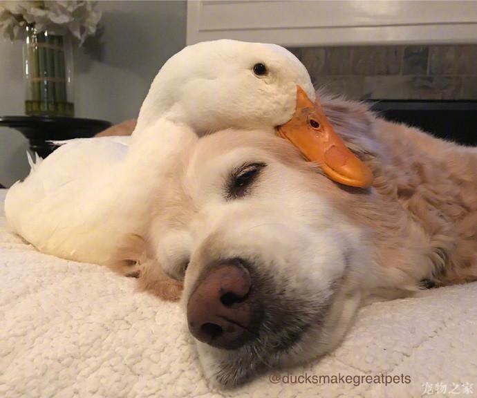 鸭狗一家亲 - 金毛 - 宠物之家