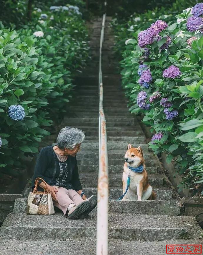 奶奶的柴犬