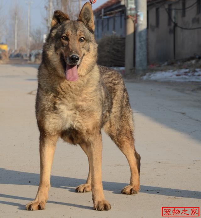 中国警界大骄傲昆明犬