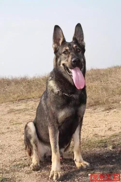中国警界大骄傲—昆明犬 - 云南 - 宠物之家
