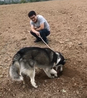 挖洞技术哪家强,二哈狗蹄刨最强,狗:宝藏快挖出来了,再等一会