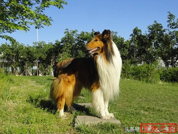 盘点苏格兰牧羊犬的六个优缺点,连伊丽莎白女王都为他倾倒 - 苏牧