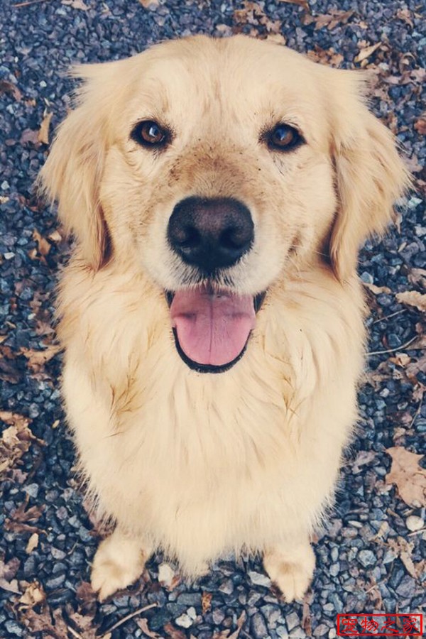 狗年说狗之金毛寻回犬被称为大暖男性格最温柔的犬