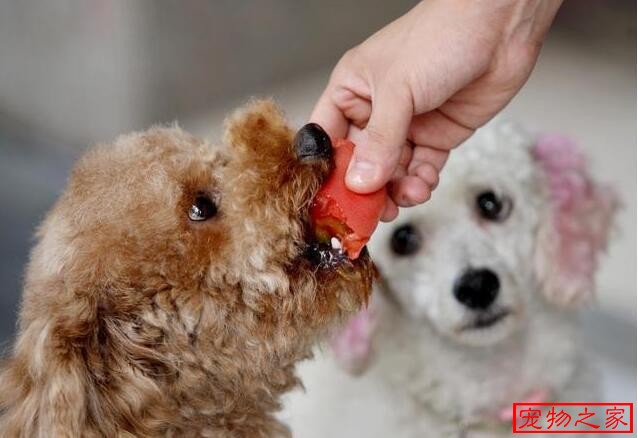 飼養泰迪犬過程中一定不能犯的6大餵食禁忌