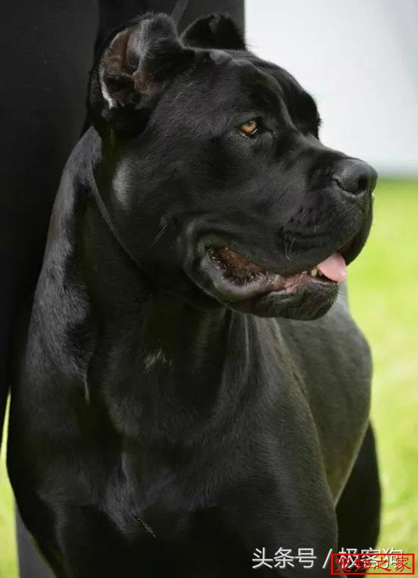 黑色卡斯罗幽灵一般的存在