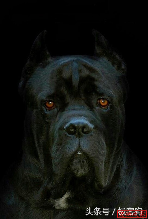 黑色卡斯罗,幽灵一般的存在 - 卡斯罗 - 宠物之家