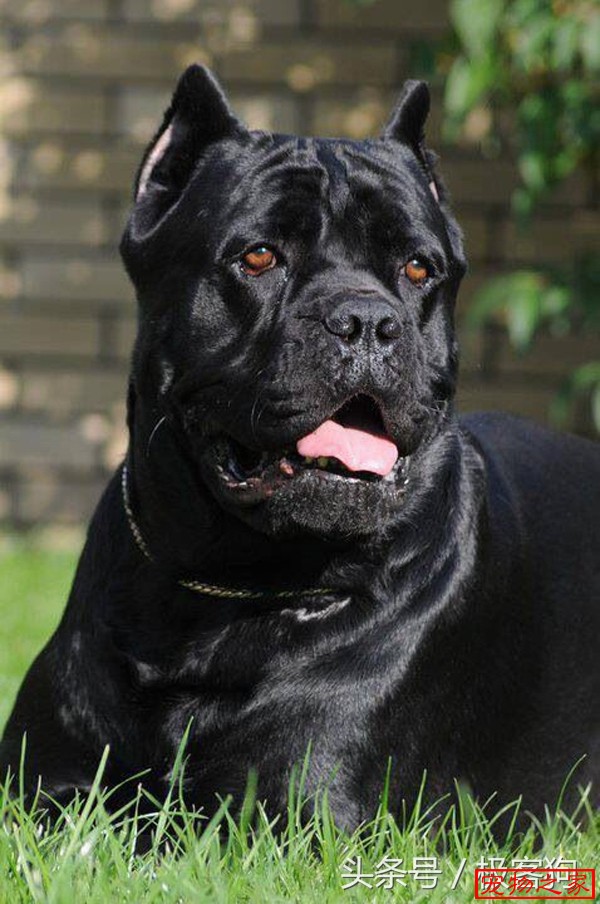 黑色卡斯罗,幽灵一般的存在 - 卡斯罗 - 宠物之家