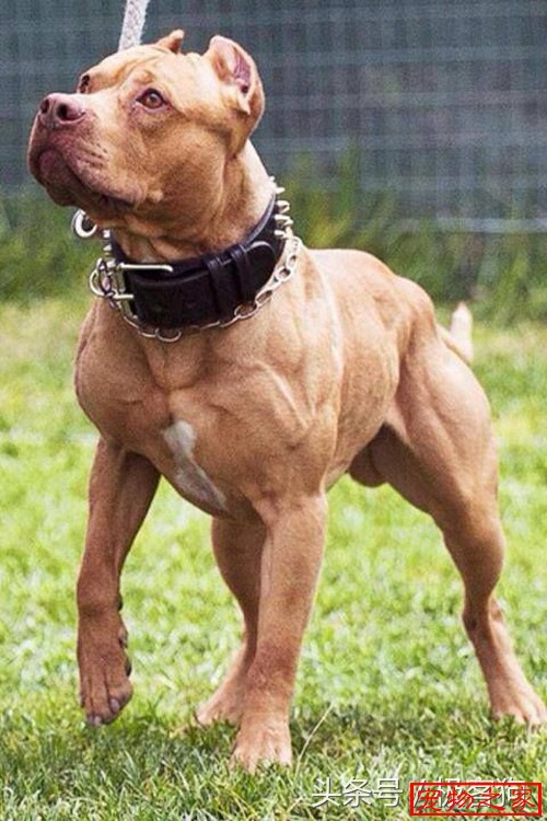 肌肉最发达的狗图片