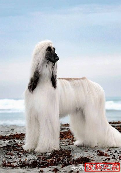 它是世界上毛发最长的犬种每一只都有高贵的女神气质