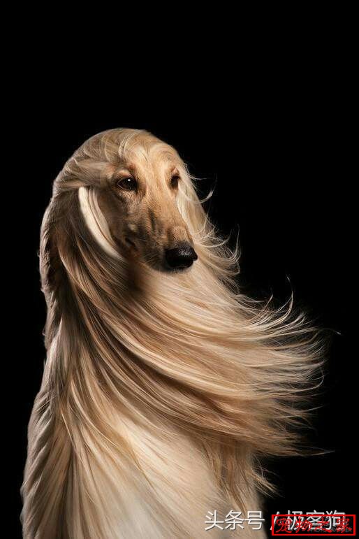 它是世界上毛发最长的犬种每一只都有高贵的女神气质