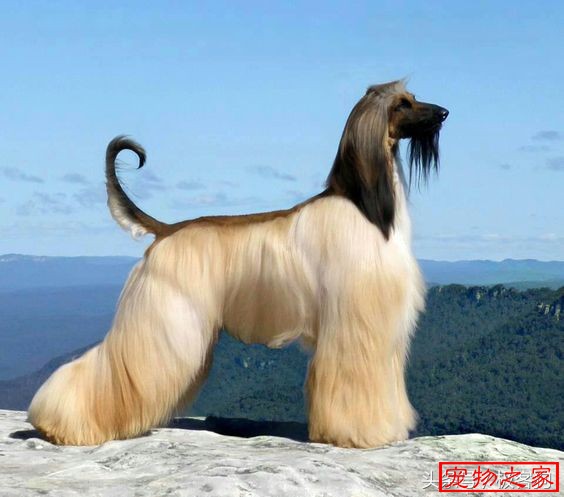 它是世界上毛发最长的犬种每一只都有高贵的女神气质
