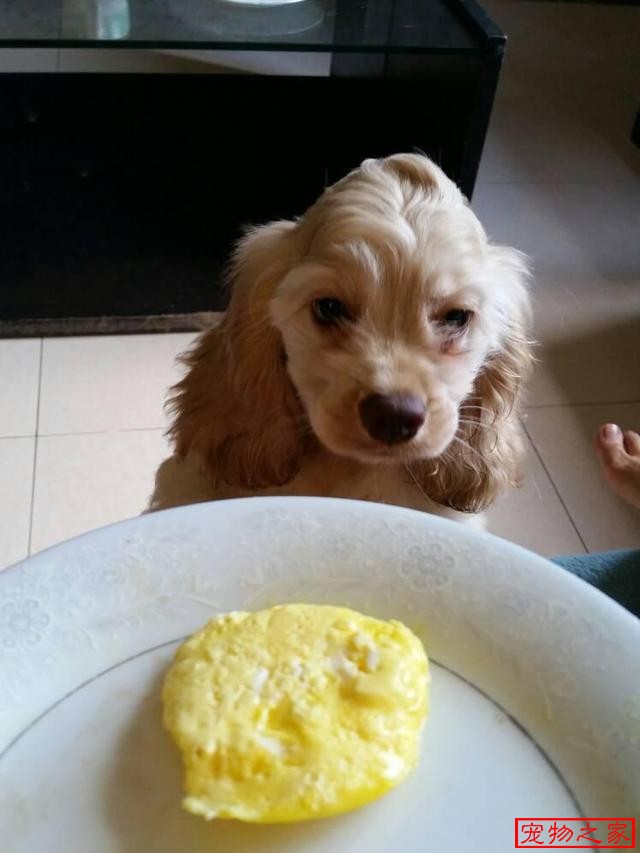 下面来说狗狗吃蛋黄的注意事项