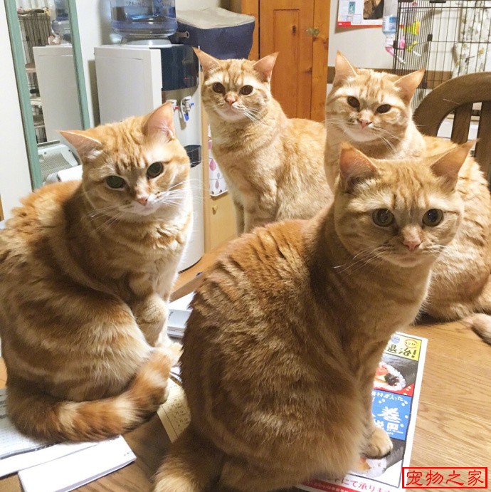 有钱人告诉你,家里养了5只大橘猫是什么体验?