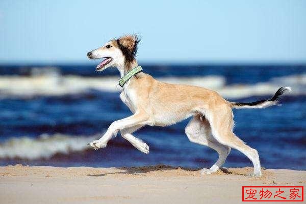 薩路基獵犬是世界上狗狗奔跑速度最快的之一,可以獵殺.