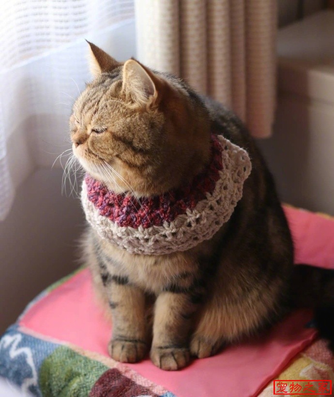 一只可爱的胖喵