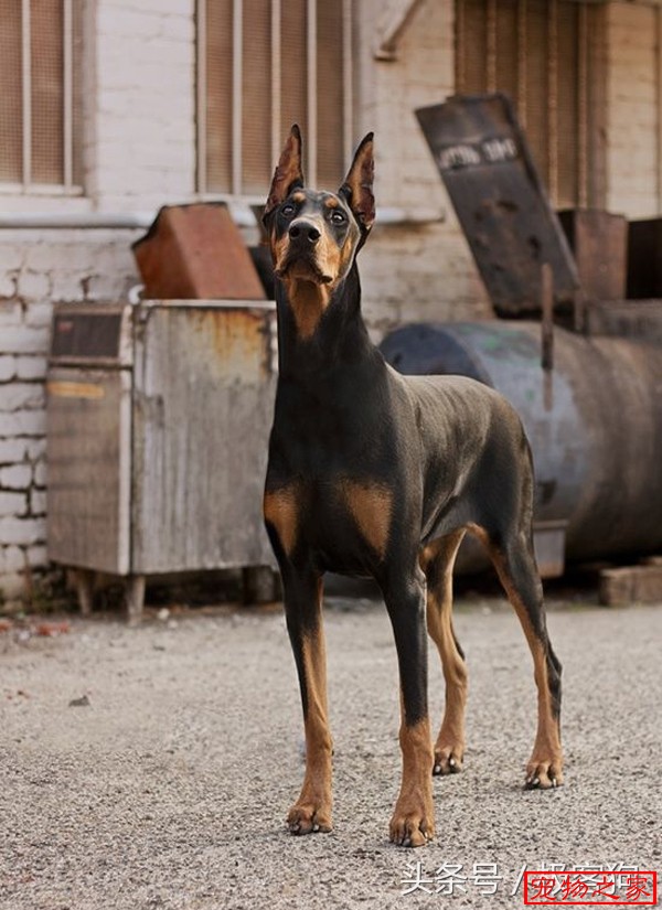 一个线条美一个力量美,美系杜宾犬和德系杜宾犬你喜欢.