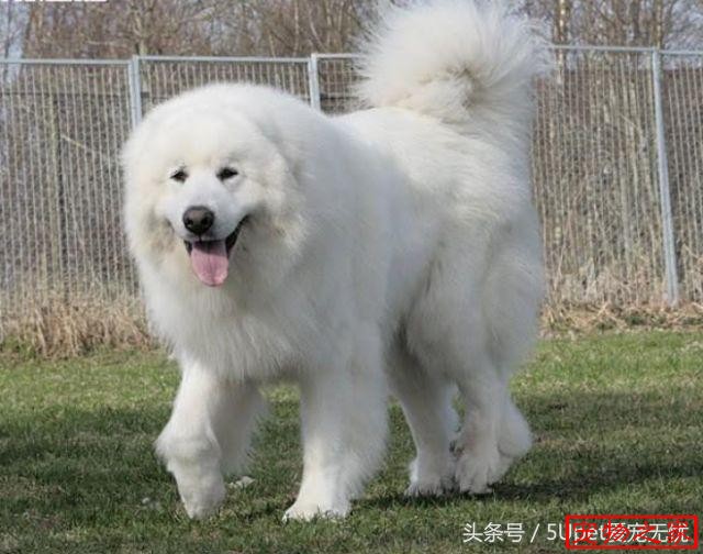 中国允许养的大型犬图片