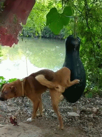 狗狗为了不让主人摘南瓜竟然往南瓜上撒尿狗狗这瓜是我的