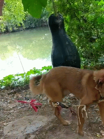 狗狗为了不让主人摘南瓜竟然往南瓜上撒尿狗狗这瓜是我的