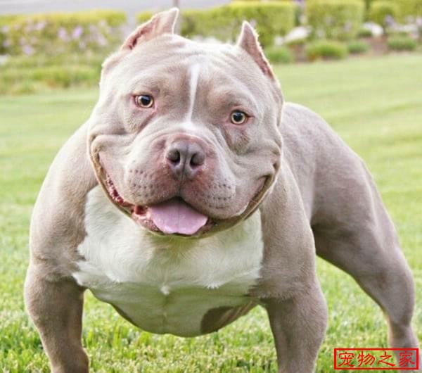 恶霸犬不能做宠物狗彪悍的外表下竟是一颗温柔的心