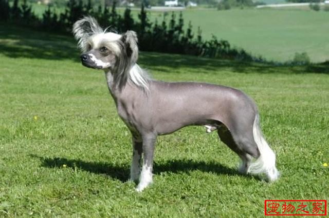 冠毛犬 - 宠物之家