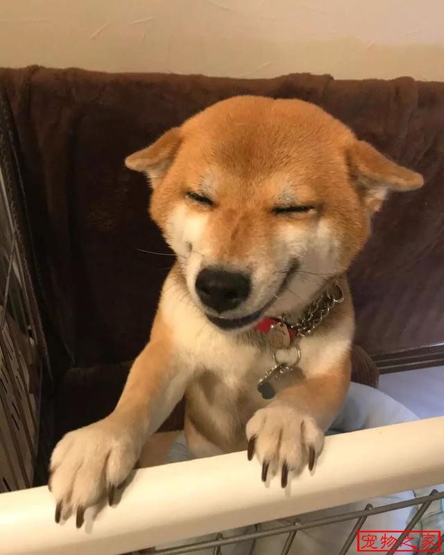 心情不好来看看这只小柴犬可爱到起飞的表情包吧