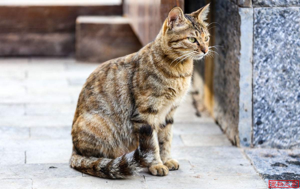 中国狸花猫堪称猫界里战斗力最强的猫5个橘猫都不是它的对手