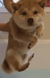 主人把柴犬放到水里后,它就秒变一条鱼.