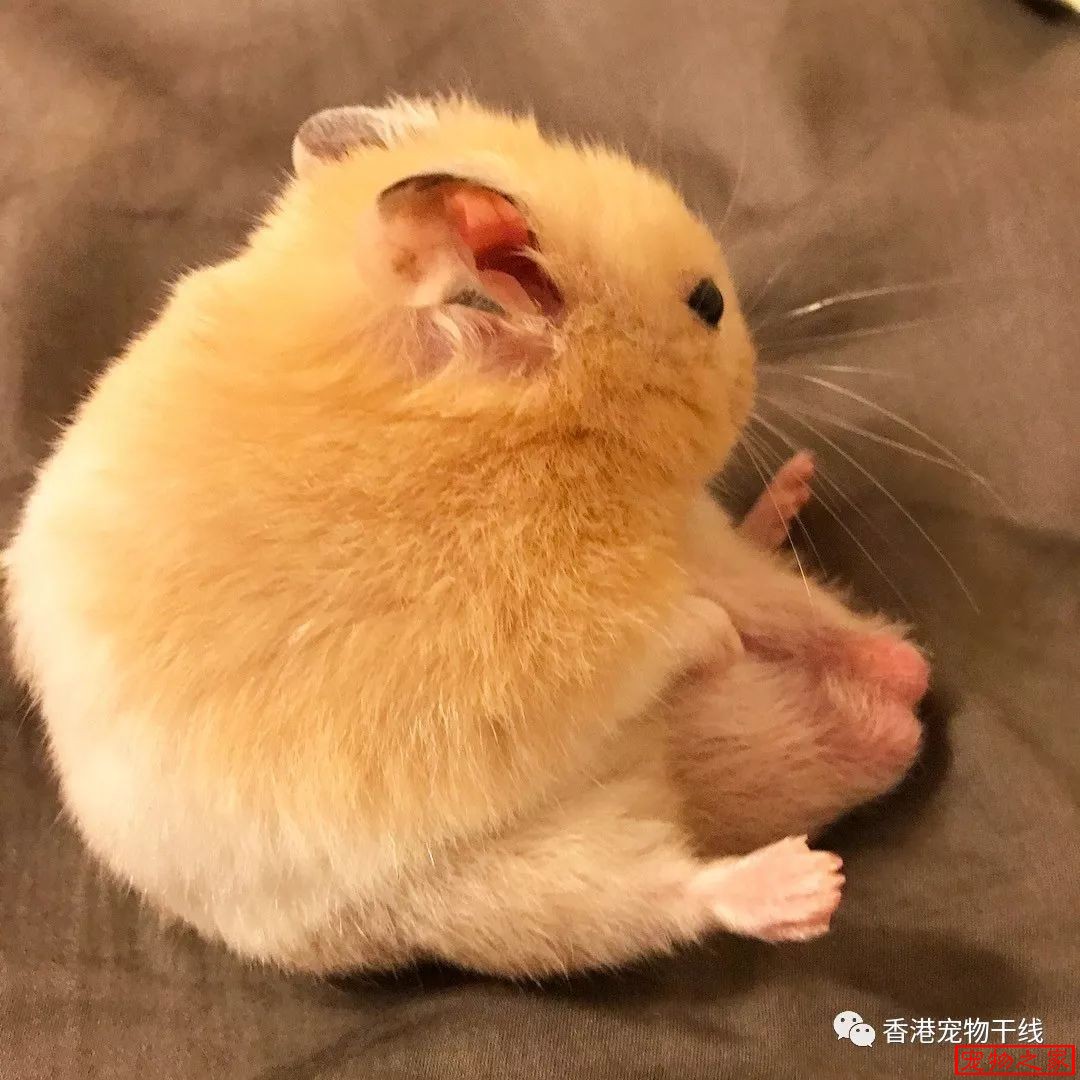 这只仓鼠的睡姿变化多端每一张都能萌翻你