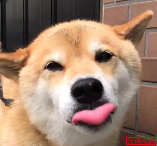 一只连喝水都在笑的柴犬拥有260万粉丝用笑容治愈了