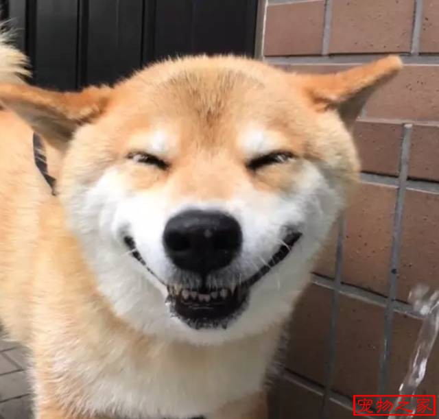 一只连喝水都在笑的柴犬拥有260万粉丝用笑容治愈了