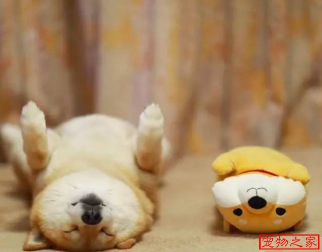 一只连喝水都在笑的柴犬拥有260万粉丝用笑容治愈了