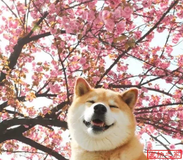 一只连喝水都在笑的柴犬拥有260万粉丝用笑容治愈了