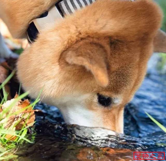 一只连喝水都在笑的柴犬拥有260万粉丝用笑容治愈了